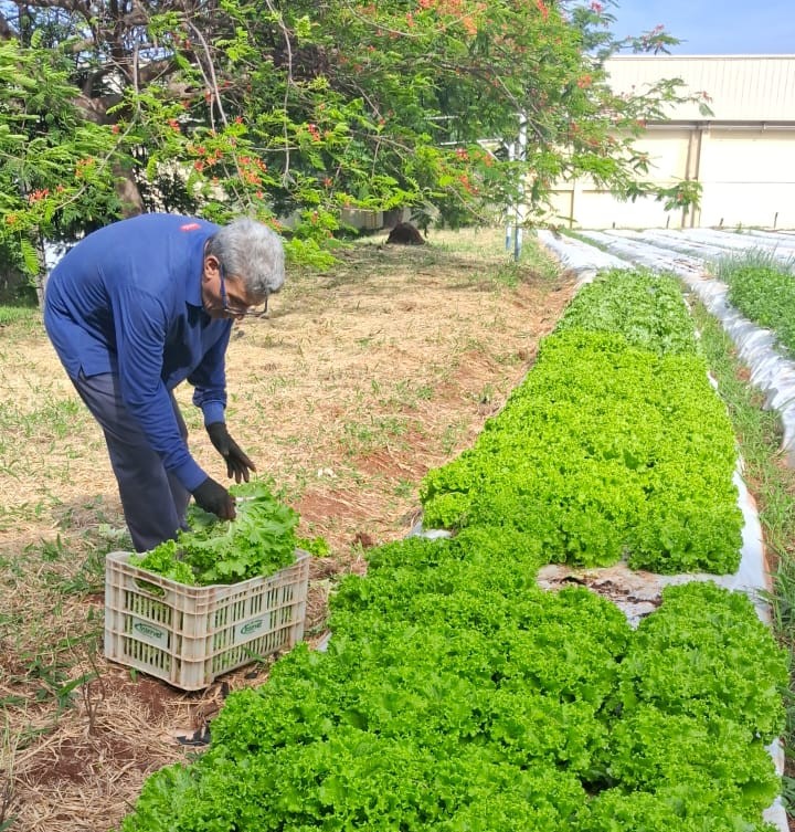 header-hortas-organicas