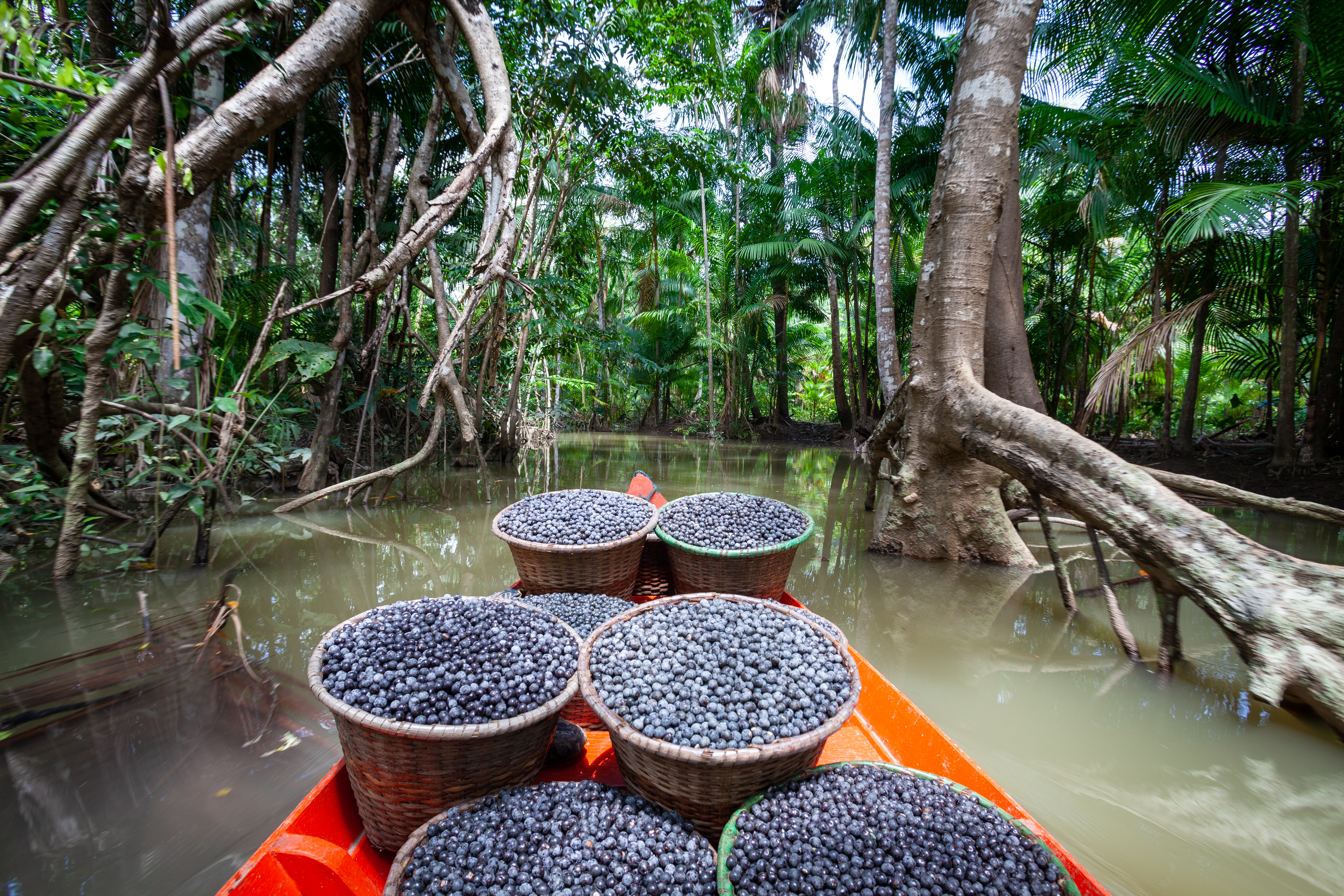 Um barco navegando em um rio estreito na Amazônia, carregado com cestos cheios de açaí. A vegetação densa da floresta tropical se fecha sobre o rio, criando um túnel de árvores imensas. A cena retrata o transporte tradicional do açaí em meio à exuberância da natureza amazônica.