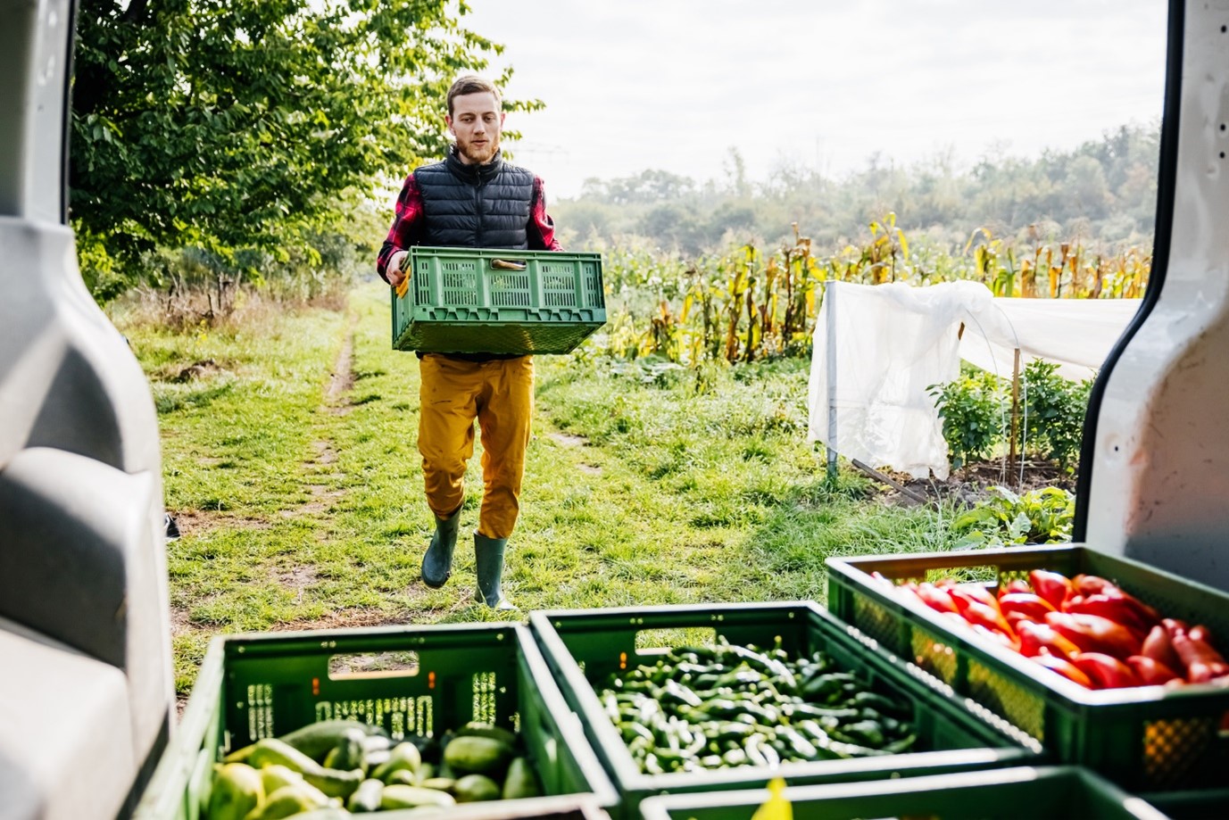 Um homem carrega caixas de vegetais em uma van, representando a movimentação de produtos agrícolas frescos.