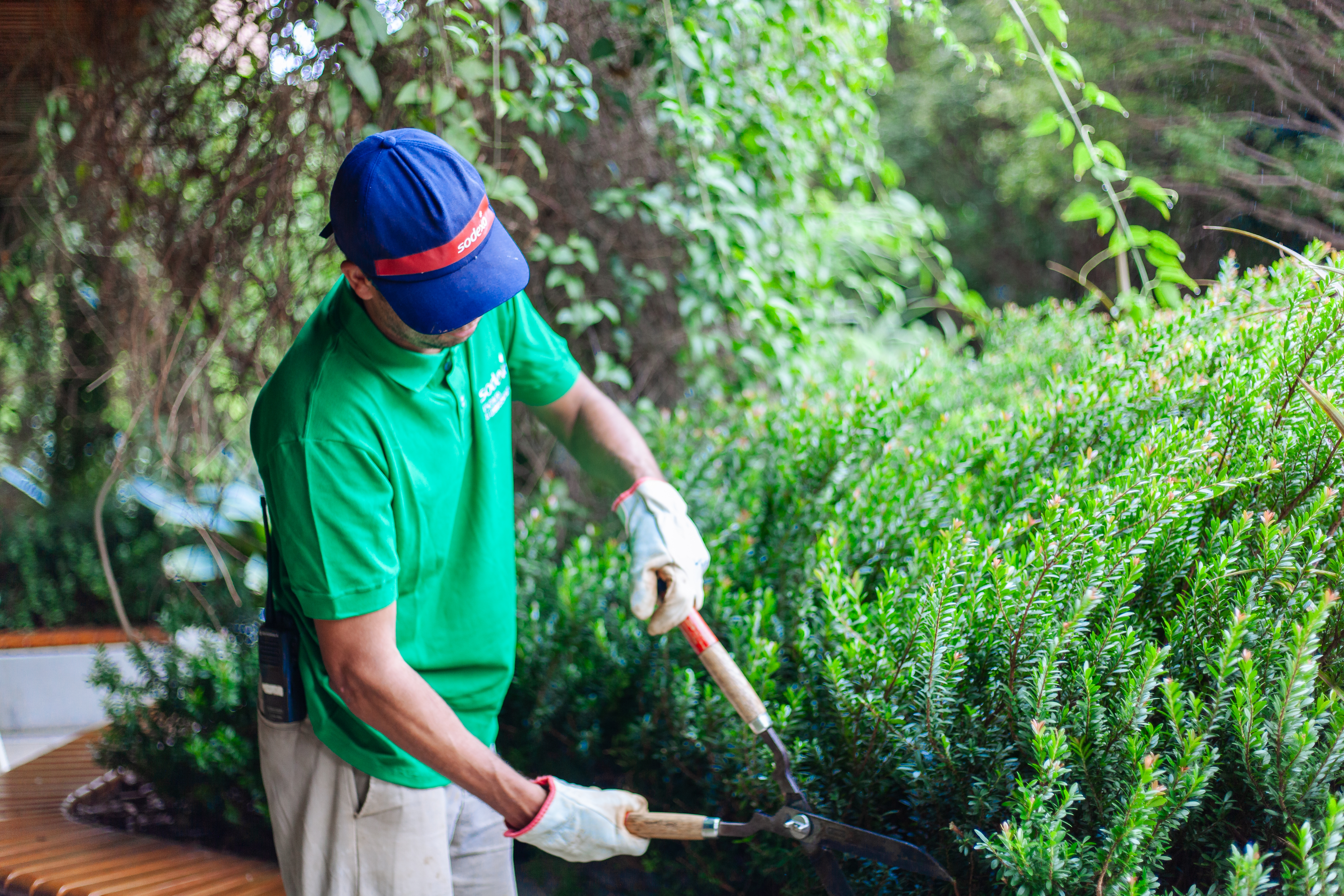 Um jardineiro, trajando uniforme verde, boné azul e luvas, está aparando um arbusto com uma tesoura de jardinagem. Ele se concentra na tarefa, com o olhar voltado para o arbusto verde e denso. O ambiente ao redor sugere um jardim ou área externa com vegetação exuberante. 