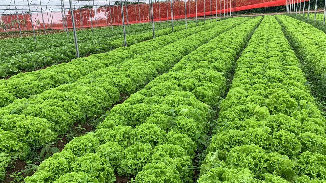 Hortifruti_fornecedor