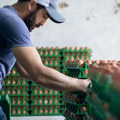 Trabalhador organiza bandejas verdes cheias de ovos marrons em um entreposto de produção, demonstrando cuidado no manuseio e armazenamento.