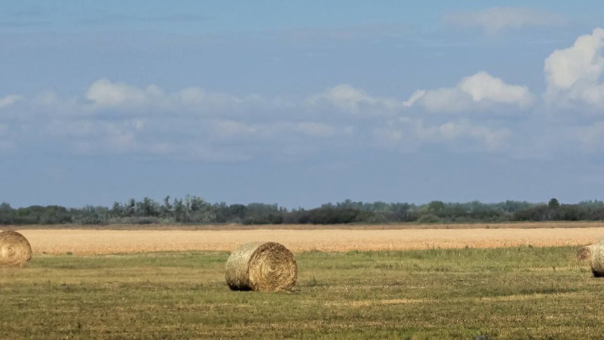 Hay field