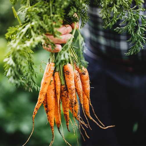 farmer holding carrots