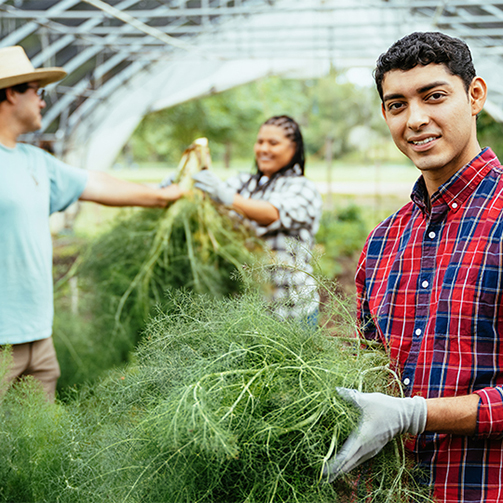 people harvesting