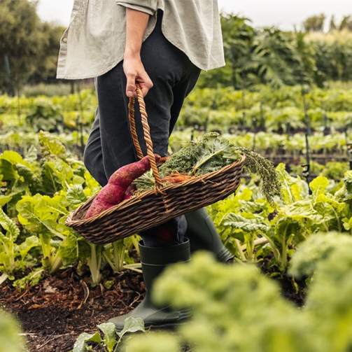 person harvesting food