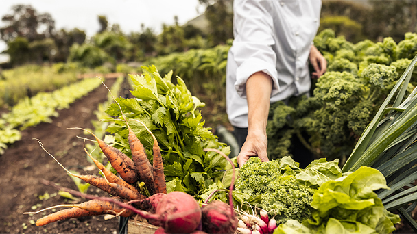 person harvesting vegetables