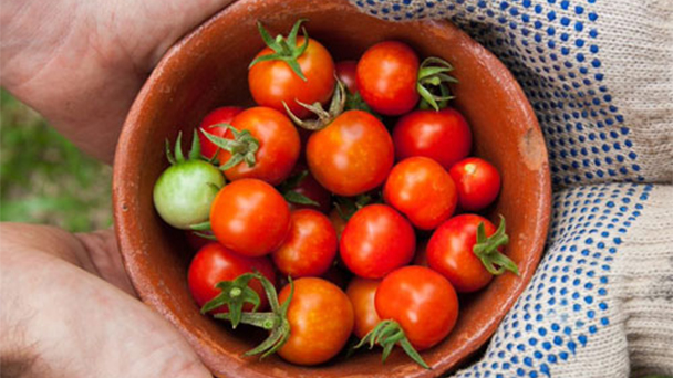 hands holding basket with tomatoes