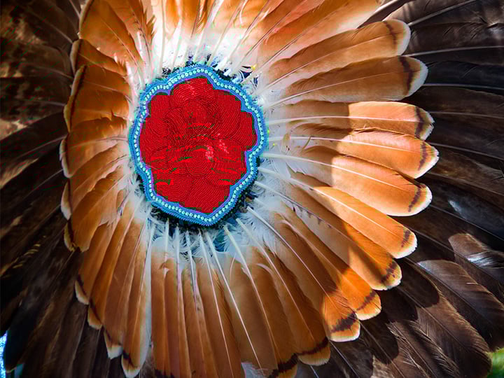 A red flower rests on the back of a bird, showcasing a vibrant contrast against its feathers.