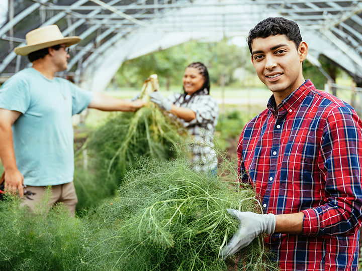 young man harvesting with other people