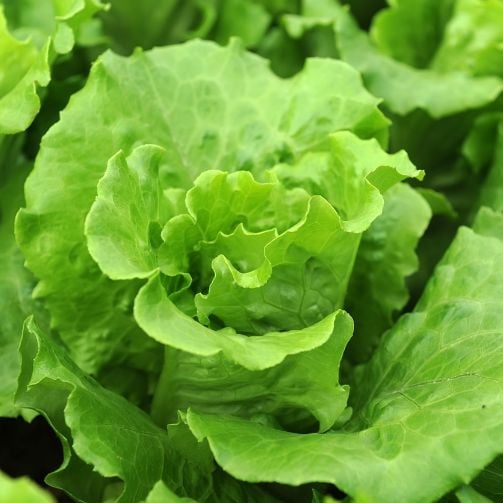 lechuga_sodexo_colombia