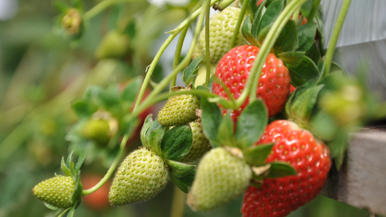 Strawberries ripening on a wooden fence, showcasing vibrant red fruit against the rustic background of the fence.