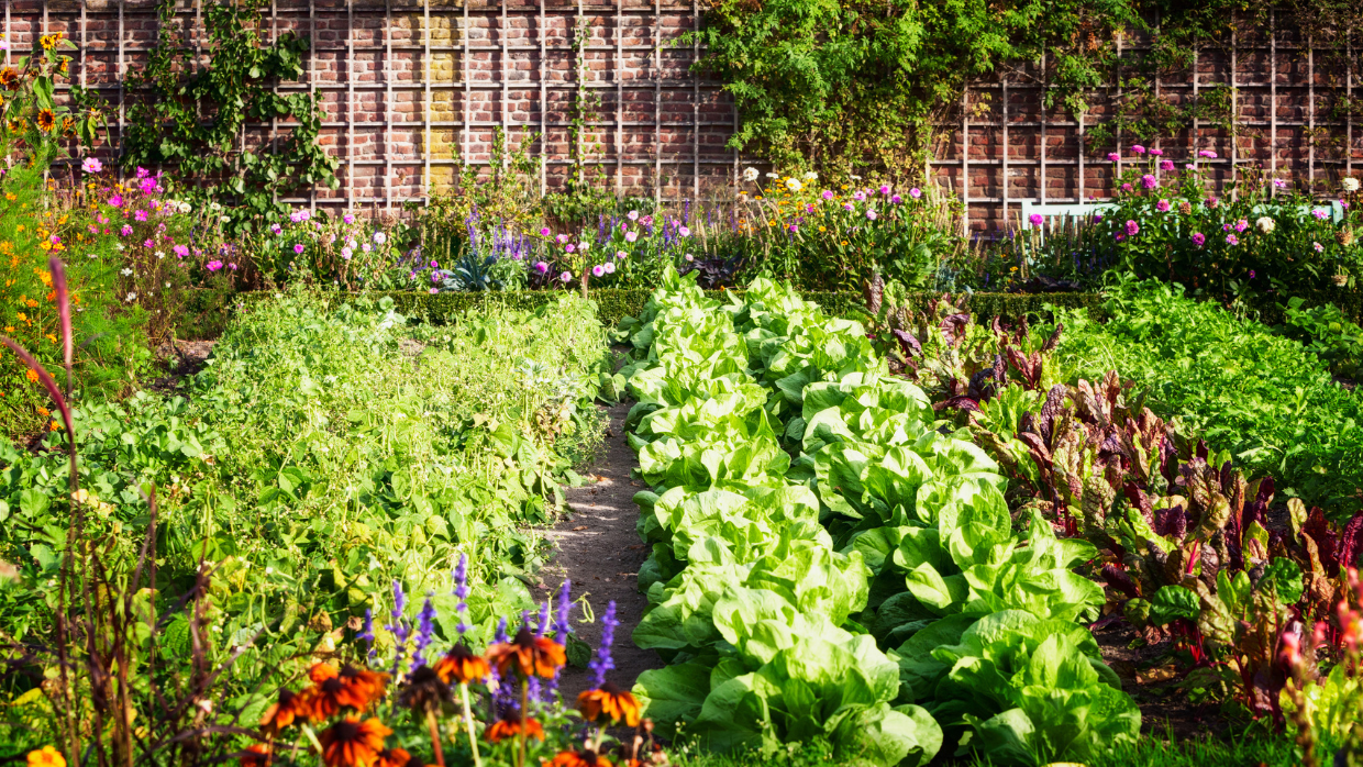 A diverse vegetable garden featuring various types of plants, showcasing a vibrant array of colors and textures.