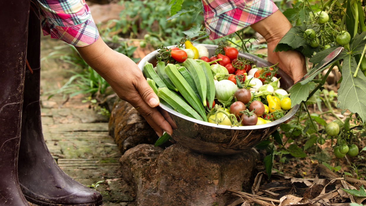 Peasant woman harvesting vegetables