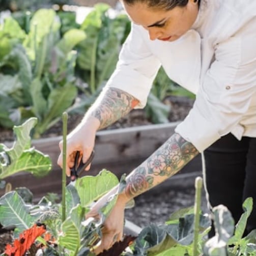 Chef harvesting leafy greens with scissors in a garden bed surrounded by fresh plants.