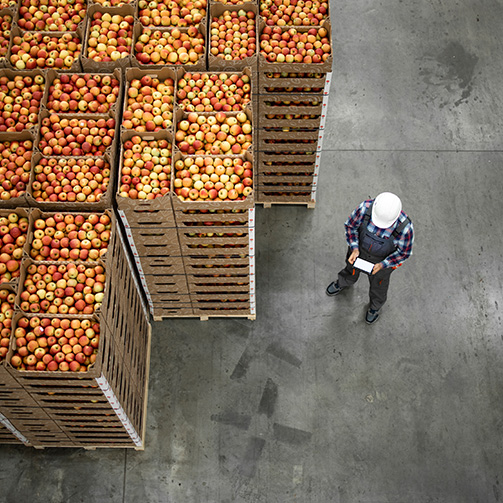 tree-ripened apple freshness in company storage