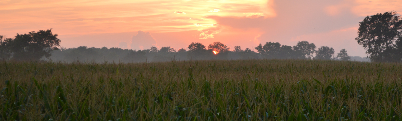 Banner Christopher Merchant 1584 x 480 px