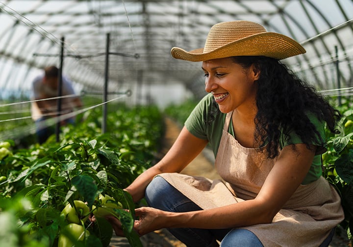 Person in a greenhouse harvesting peppers among lush green plants, with another worker in the background.