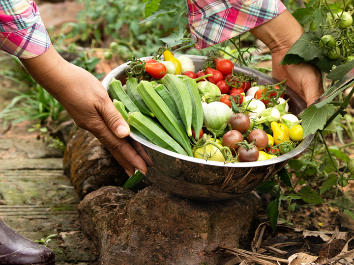 Peasant woman harvesting vegetables