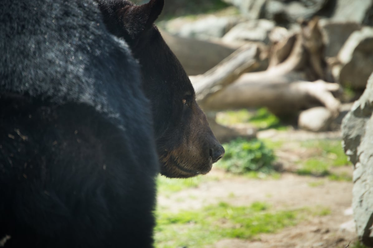 NEZOO_BEAR