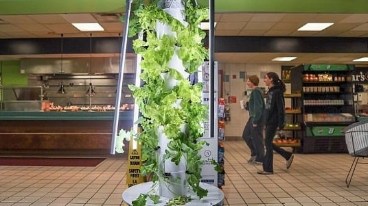Hydroponic towers growing leafy greens inside the College-in-the-Woods Dining Hall at Binghamton University.