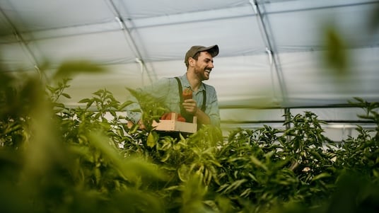 Person harvesting produce in a greenhouse while carrying a basket among rows of leafy plants.
