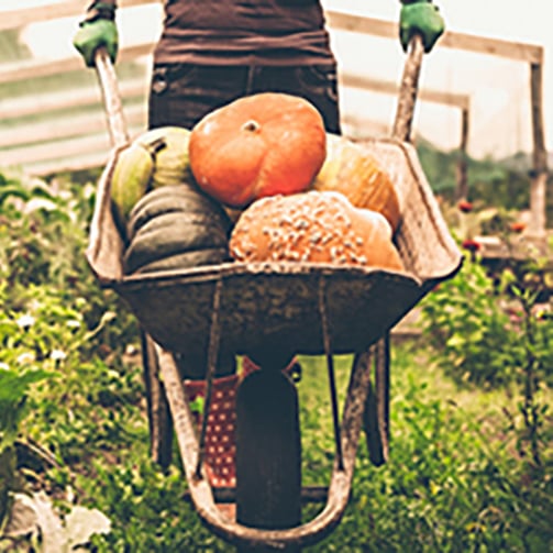 source-local-seasonal-products-in-france