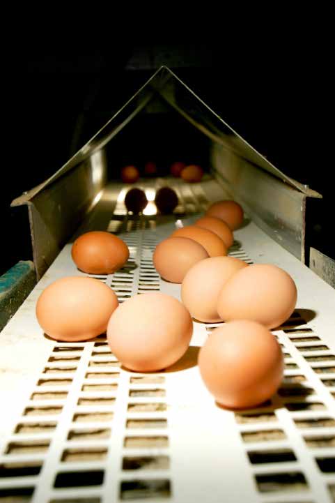 Eggs Yume 1