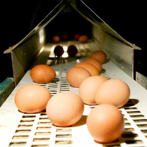 sustainable-egg-production-ethical-sourcing-supply-chain