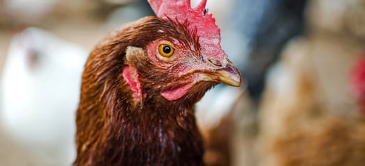 rooster-red-crest-banner