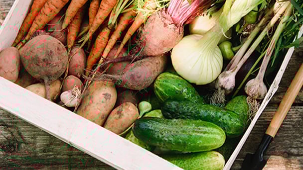 Sodexo Local_608X342