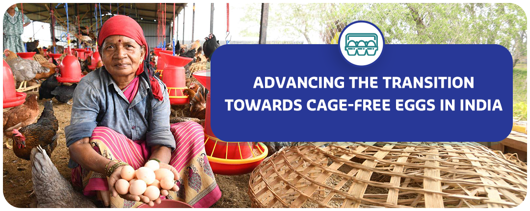 Cage free eggs Blog _Option 3