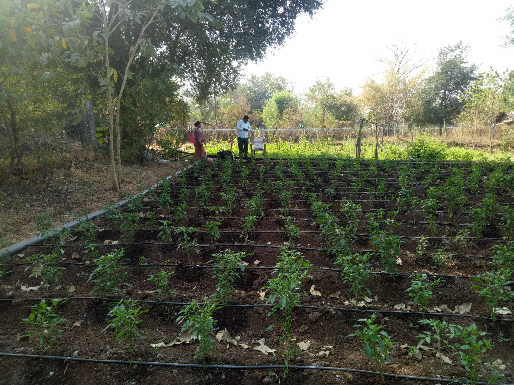 farm