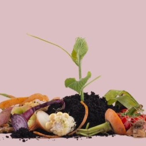 A pile of food waste being turned into compost with a plant sprouting out.