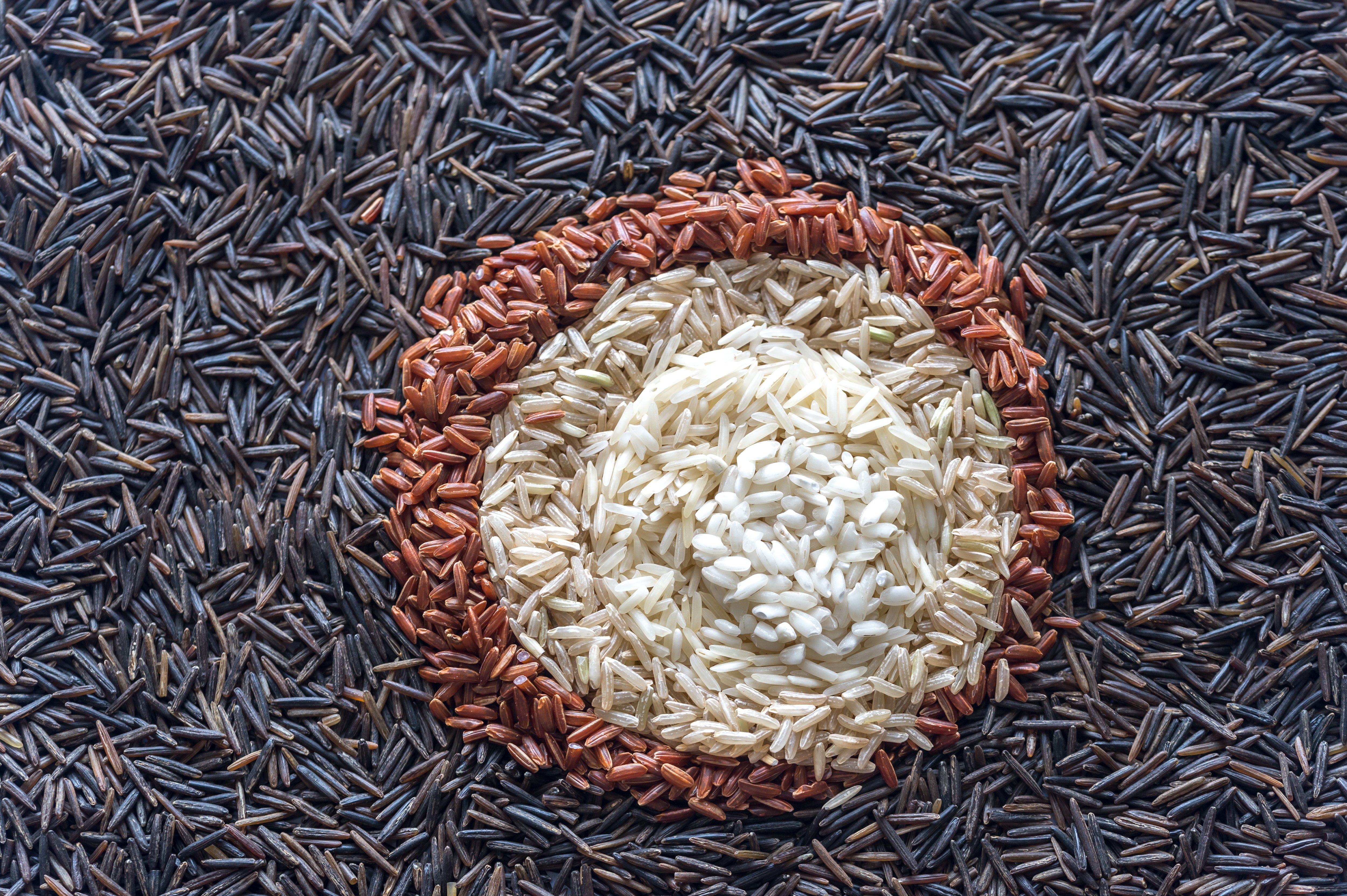 different-kinds-of-rice-2023-11-27-05-12-50-utc
