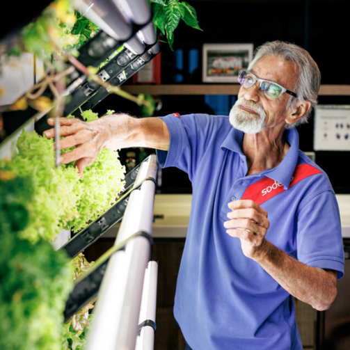 An older Malay gentleman wearing a blue shirt with a Sodexo logo is tending to lettuce growing on a vertical garden.