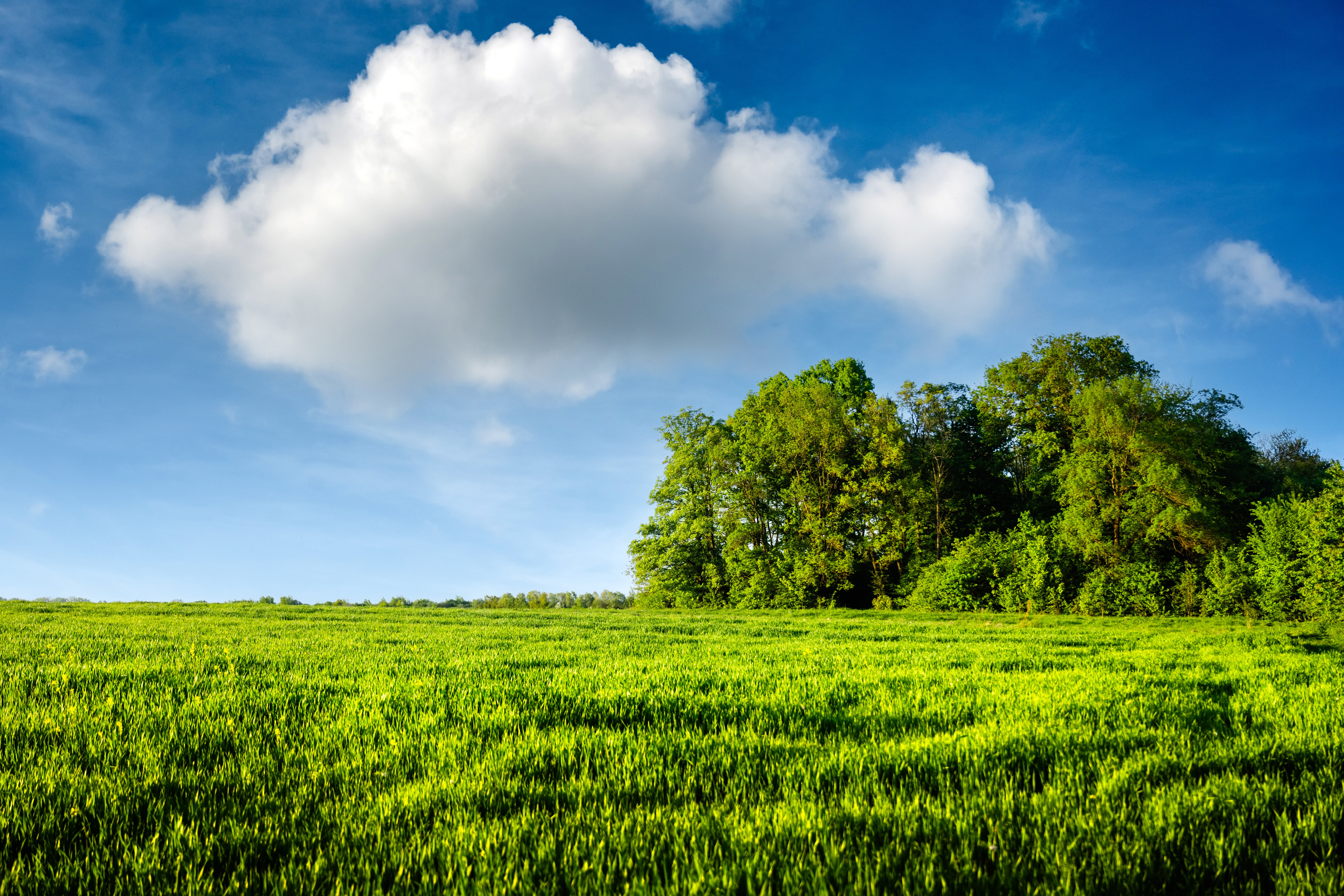field-of-young-green-wheat-and-forest-in-summer-ti-2024-05-21-19-49-24-utc