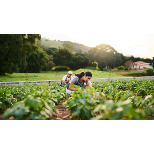 Local seasonable sustainable