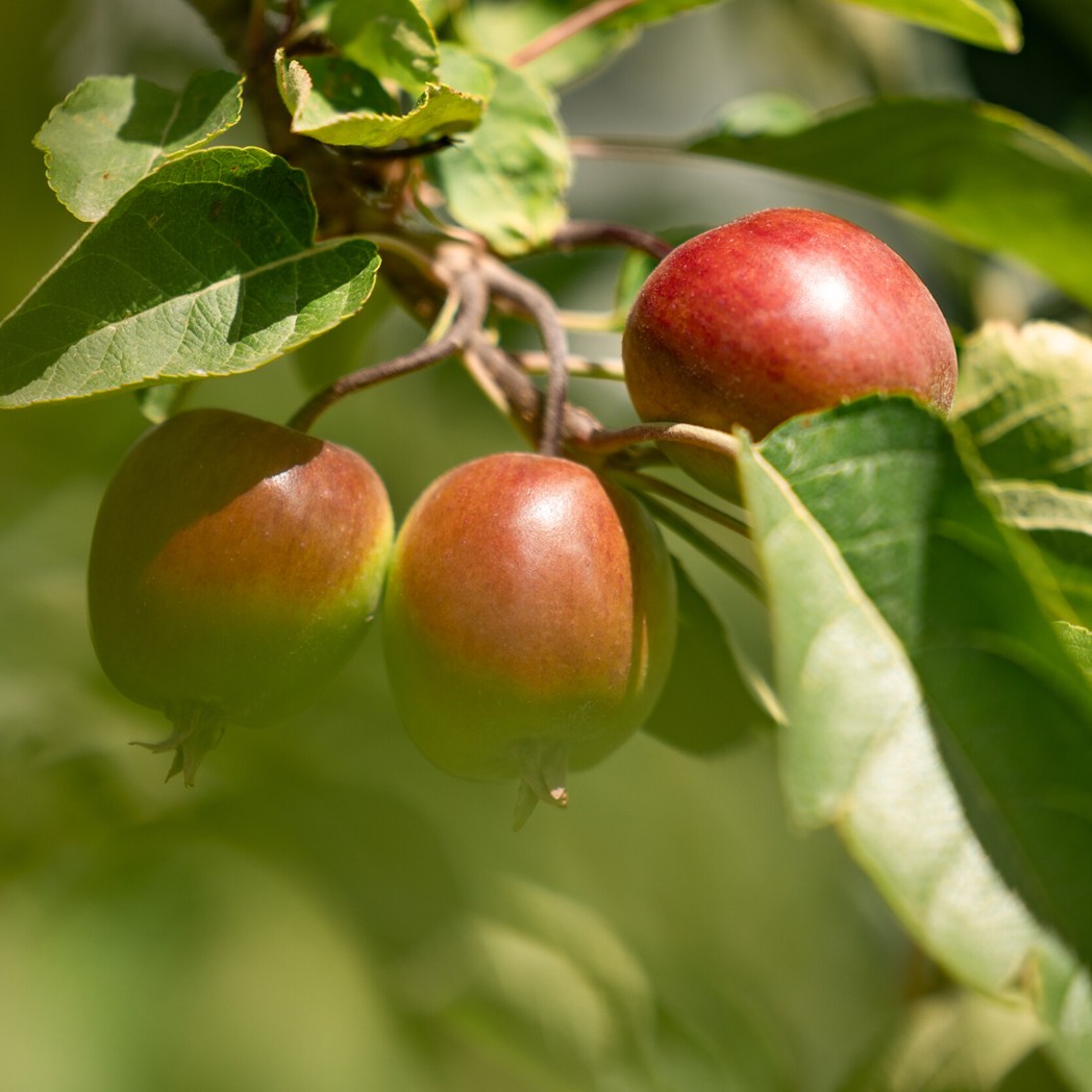 apple