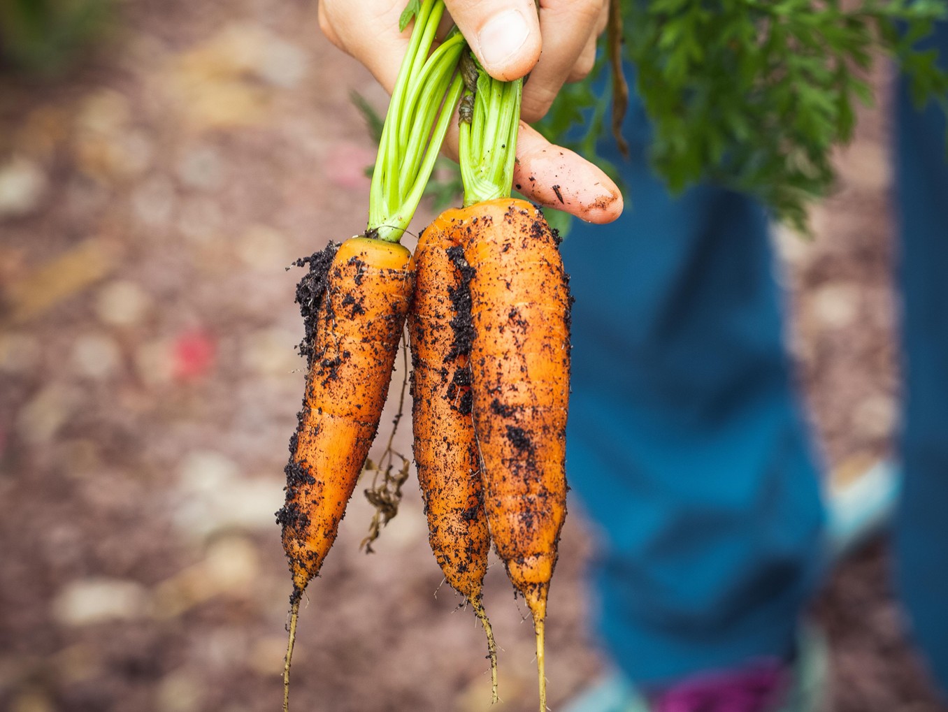 carrots
