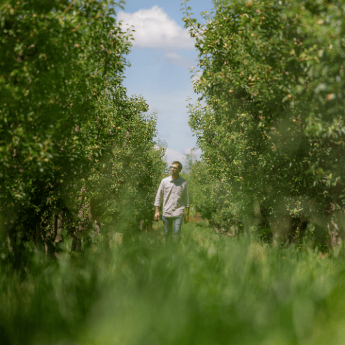 Sodexo-Mitarbeiter läuft durch eine Apfelbaum-Plantage.