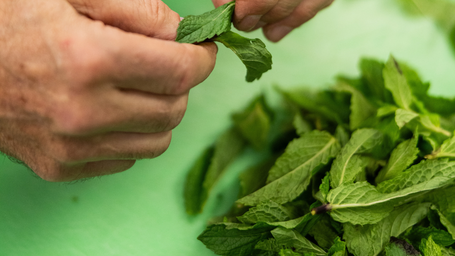 männliche Hände zupfen Minzblätter. Darunter liegt auf einem grünen Schneidebrett eine Handvoll Minzblätter aufeinander.
