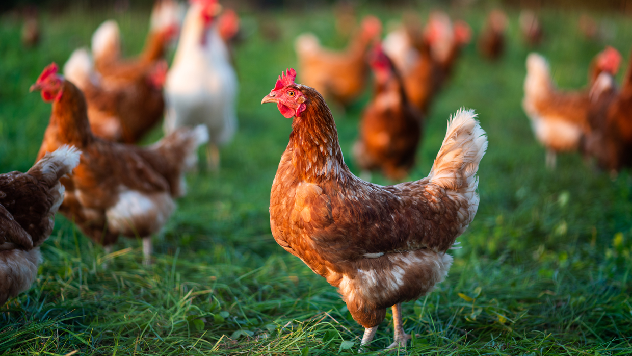gallinas-1240x698