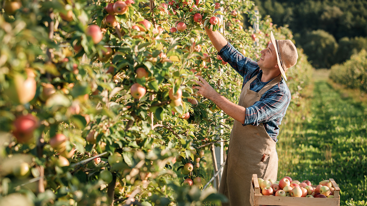 R-Recogiendo manzanas 1240x698px