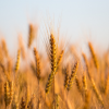 sodexo-restauration-collective-appros