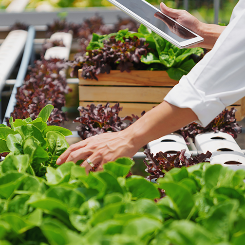 sustainable-food