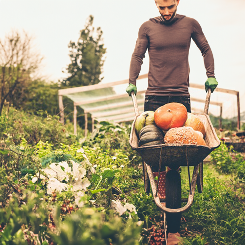 pumpkin-barrow-503