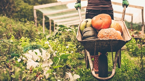 pumpkin-barrow