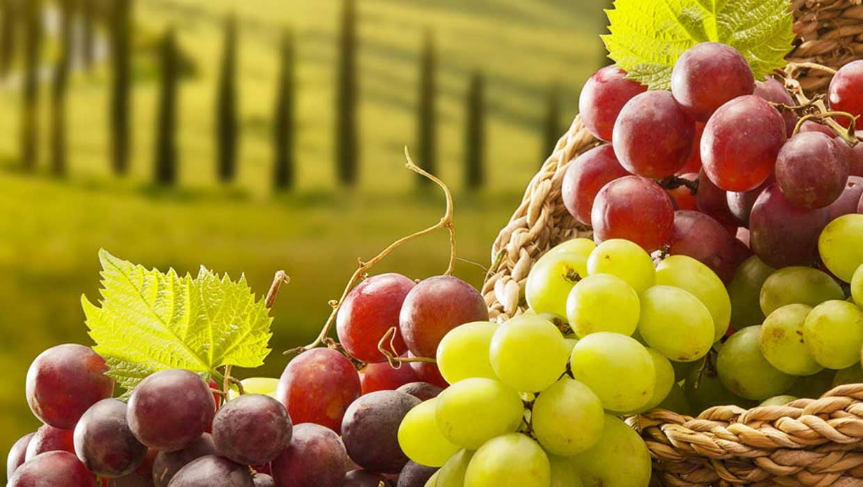 uva-header
