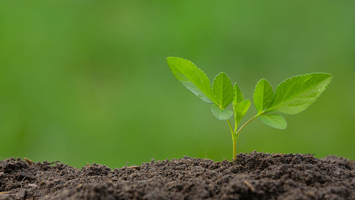 Plante-qui-pousse